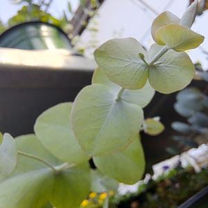 Eucalyptus 'Silver Drop'