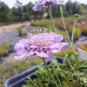 Scabiosa 'Butterfly Blue'