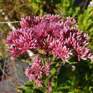 Eupatorium 'Little Joe'