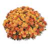 Chrysanthemum 'Orange/Bronze'