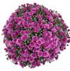 Chrysanthemum 'Purple'