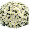 Chrysanthemum 'White'