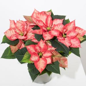 Euphorbia pulcherrima 'Christmas Beauty Princess'