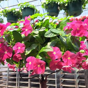 Catharanthus roseus 'Cora Cascade & Mediterranean'