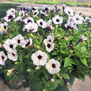 Petunia 'Easy Wave Petunia'