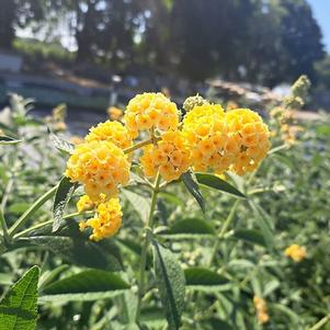 Buddleia x Weyeriana 