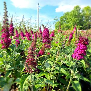 Buddleia Davidii 'Buzz Butterfly Bush'