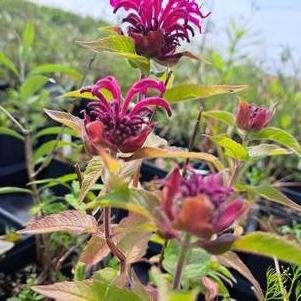 Monarda 