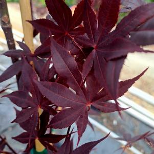 Acer palmatum var. dissectum 