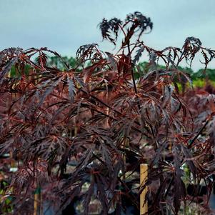 Acer palmatum var dissectum 