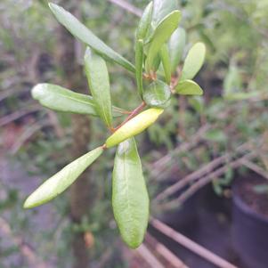 Quercus Virginiana