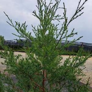 Juniperus Virginiana