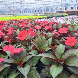 Impatiens x hybrida Sunpatiens