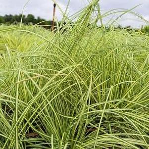 Carex oshimensis ''Evergold''