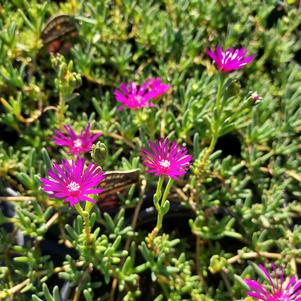 Delosperma 