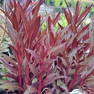 Lobelia Cardinalis