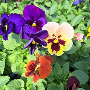 Viola tricolor hortensis