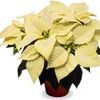 Euphorbia pulcherrima 'White'