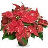 Euphorbia pulcherrima 'Red Glitter'