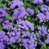 Ageratum 'Blue'