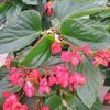 Begonia 'Dragon Wing Begonia'