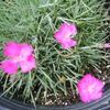 Dianthus grat. 'Firewitch'