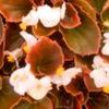 Begonia 'Bronze leaf White'