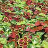 Coleus 'Mix'