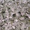 Dusty Miller 'Dusty Miller'