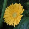 Gerbera Daisy 'Yellow'