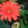 Gerbera Daisy 