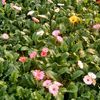 Gerbera Daisy 'Mix'