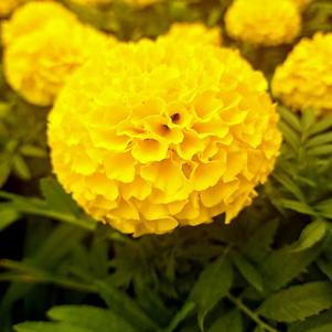 Marigold-Taishan 