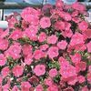Petunia grandiflora 'Pink'