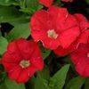 Petunia grandiflora 'Red'
