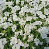 Petunia grandiflora 'White'
