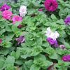 Petunia grandiflora 'Double Mix'