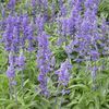 Salvia 'Victoria Blue'