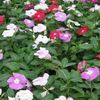 Catharanthus roseus