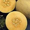 Cantaloupe 'Hale's Best Jumbo'