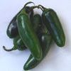 Pepper 'Jalapeno'