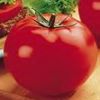 Tomato 'Beefsteak'