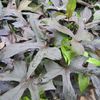 Ipomoea 'Blackie'