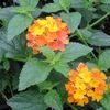 Lantana 'Miss Huff'