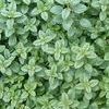 Origanum vulgaris 'hirtum'