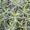 Artemisia dracunculus 'sativa'
