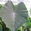 Colocasia esculenta 'Black Magic'