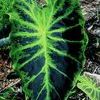 Colocasia antiquorum 'Illustris'