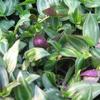 Wandering Jew 'Purple Leaved'