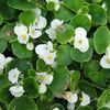 Begonia 'Green leaf Begonia'